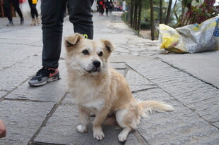 路边可爱小狗乖巧坐着