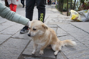 伸手逗坐地小狗