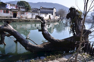 江南水乡枯树临水景致