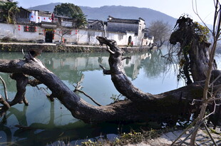 水边枯树与古朴村落景致
