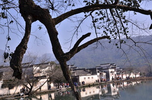 河畔古村景 老树映白墙