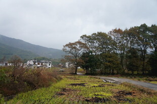 乡村田野间的静谧小路