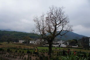 乡村田野中的孤树景观