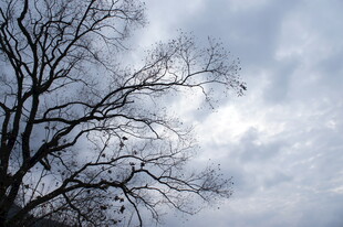 冬日枯树与阴沉天空