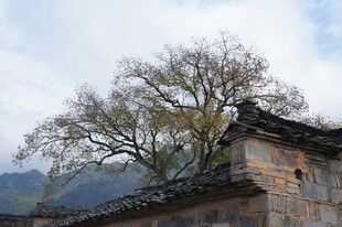 古村落旁老树与旧屋