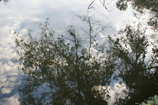 雪覆枝叶的冬日景象