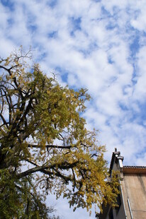 蓝天绿树旁的建筑一角