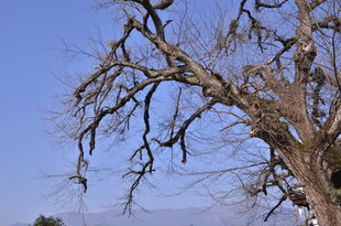 枯树枝干 蓝天背景下景象