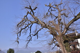 冬日枯树 尽显萧瑟之态