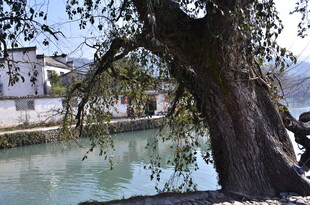 河畔古树立于绿水之畔