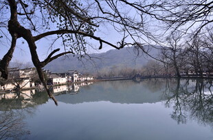 湖畔枯树与宁静水面景色