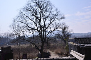 冬日枯树旁的萧瑟景象