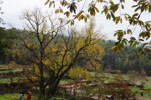 秋日山林中的树木景观