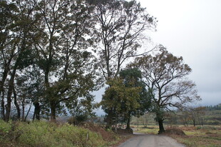 乡间小路旁的葱郁树木