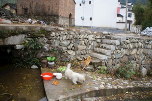 溪边石台上休憩的白狗