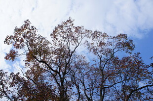 秋日蓝天中的树木剪影