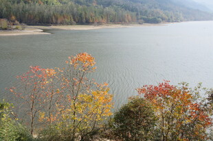 湖畔秋色 多彩树木映碧水