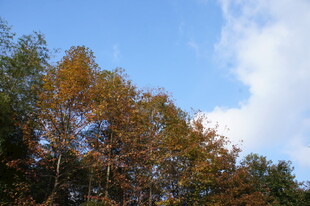 秋日树梢与蓝天白云