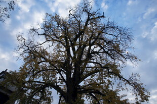 蓝天映衬下的光秃大树