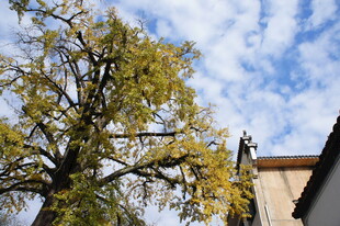 古树下的屋舍与蓝天白云