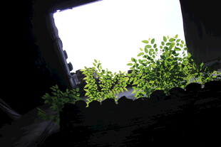 透过窗隙生长的嫩绿植物