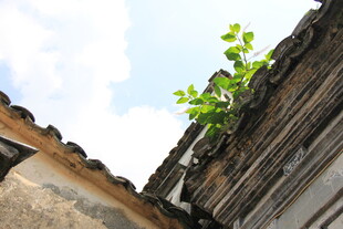 屋顶绿植添生机