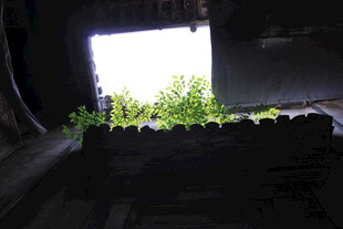 破旧窗口透出绿意生机