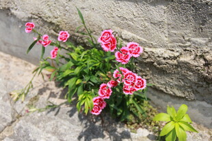 石缝中绽放的娇艳花朵