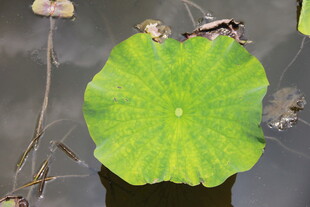荷叶浮于水面的静谧景象