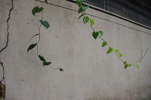 墙上攀爬的翠绿藤蔓