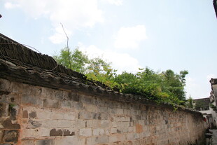 古老砖墙 墙头绿意盎然