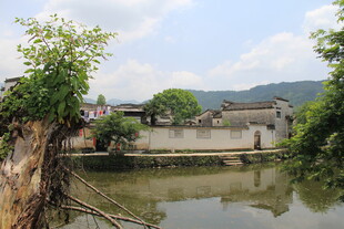 江南水乡静谧河岸风光