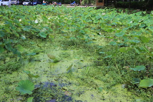 长满浮萍的池塘水面