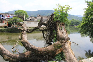 河边枯树根 自然独特景象