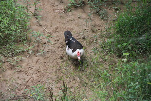 田间漫步的黑白鸡