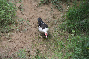 田间觅食的黑白花鸡