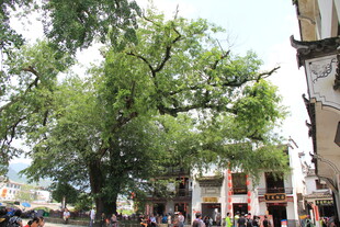 古树下的热闹街景