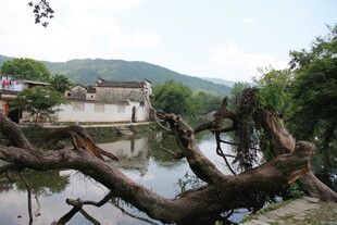 溪边枯木与山水景致