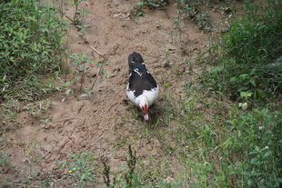 小径上的黑白鸡