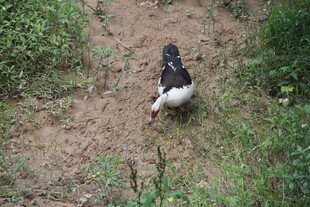 小路上行走的黑白鸭子