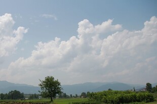 蓝天白云下的绿野孤树