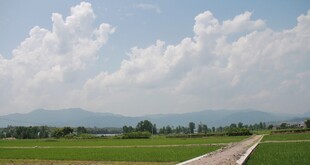 田园风光 蓝天白云下的绿野
