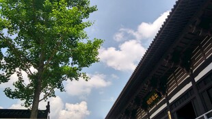 古建旁绿树映蓝天