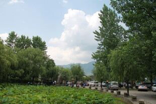 夏日荷塘边的林荫道路