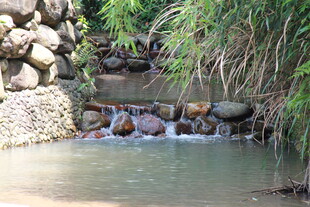 山间溪流 石与绿植相伴