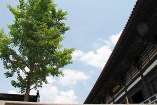 古建旁的绿树蓝天