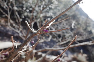 枝头小鸟栖于光秃枝干