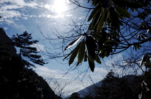 山间阳光透过枝叶的美景