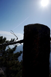 阳光下的石柱与树枝