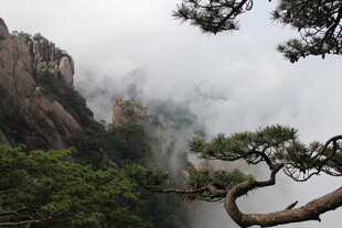 云雾缭绕的峻岭青松